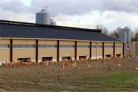 Free Range Egg Farm