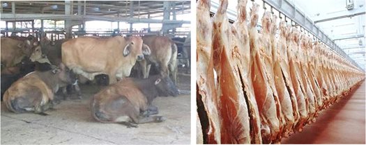 Generator Serves Meat Processing Plant