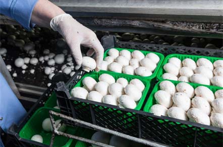 Harvest and Package Mushrooms Harvest and Package Mushrooms
